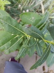Syrphus knabi