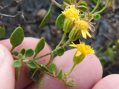 Perityle lindheimeri