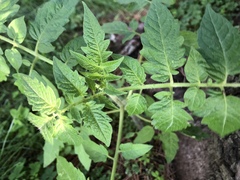 Solanum lycopersicum