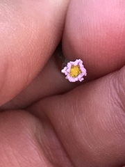 Symphyotrichum expansum