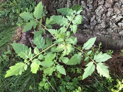 Solanum lycopersicum