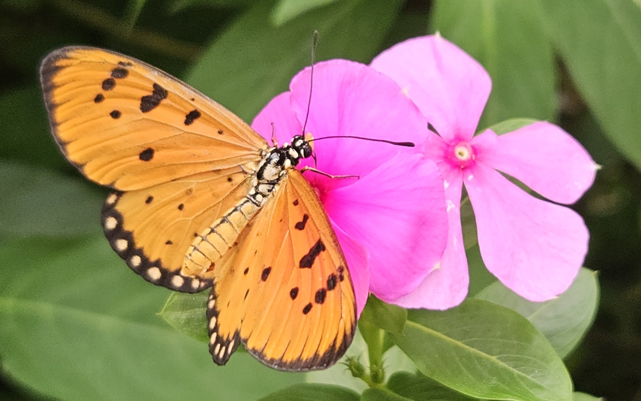 Tawny Coster