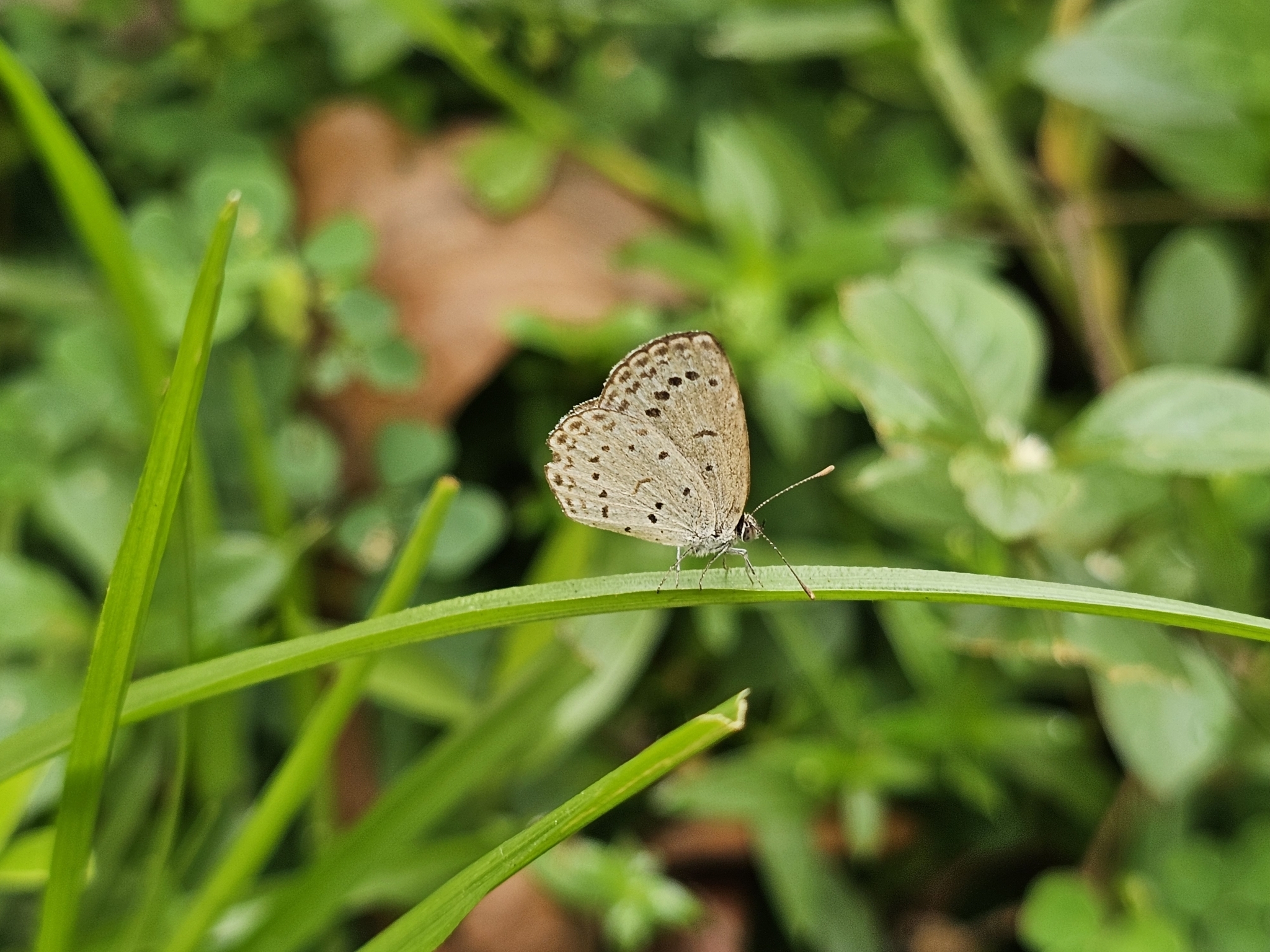 Pale Grass Blue