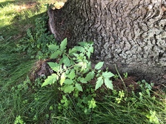 Solanum lycopersicum