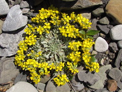 Physaria didymocarpa