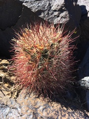 Sclerocactus polyancistrus