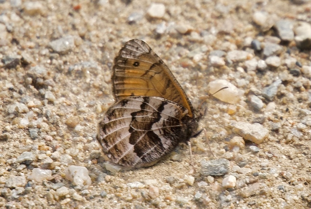 Oeneis tanana