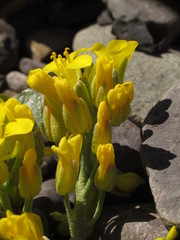 Physaria didymocarpa