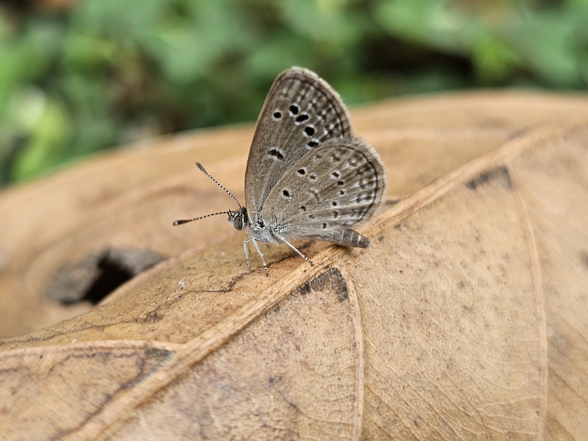 Lesser Grass Blue