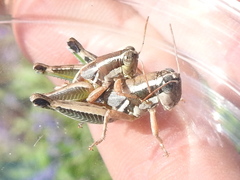 Phaedrotettix dumicola