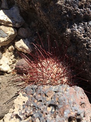 Sclerocactus polyancistrus