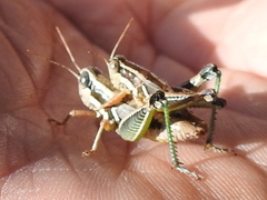 Phaedrotettix dumicola