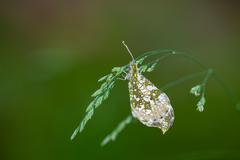 Anthocharis scolymus