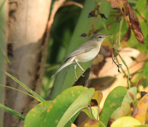 Sykes's Warbler (Iduna rama), photo 8