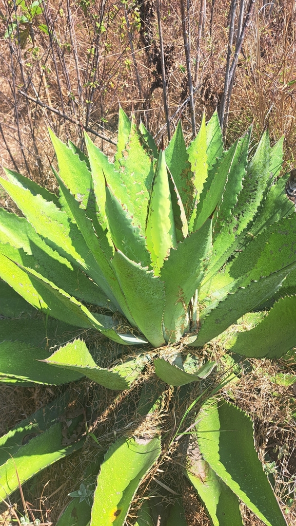 Agave maximiliana, 63189 Nay., México