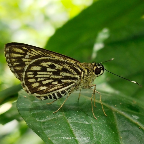 Plastingia tessellata