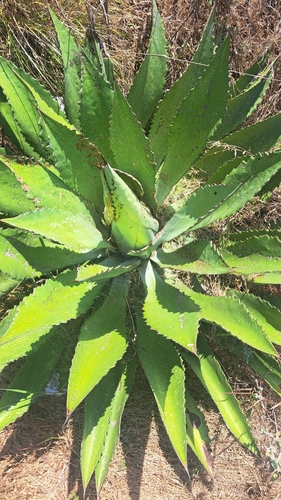 Agave maximiliana