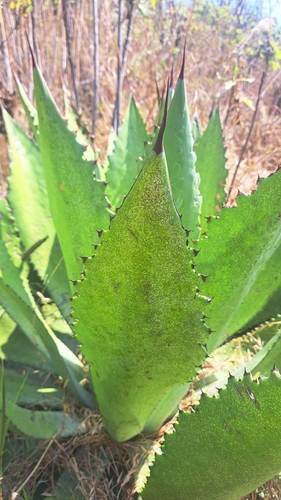 Agave maximiliana