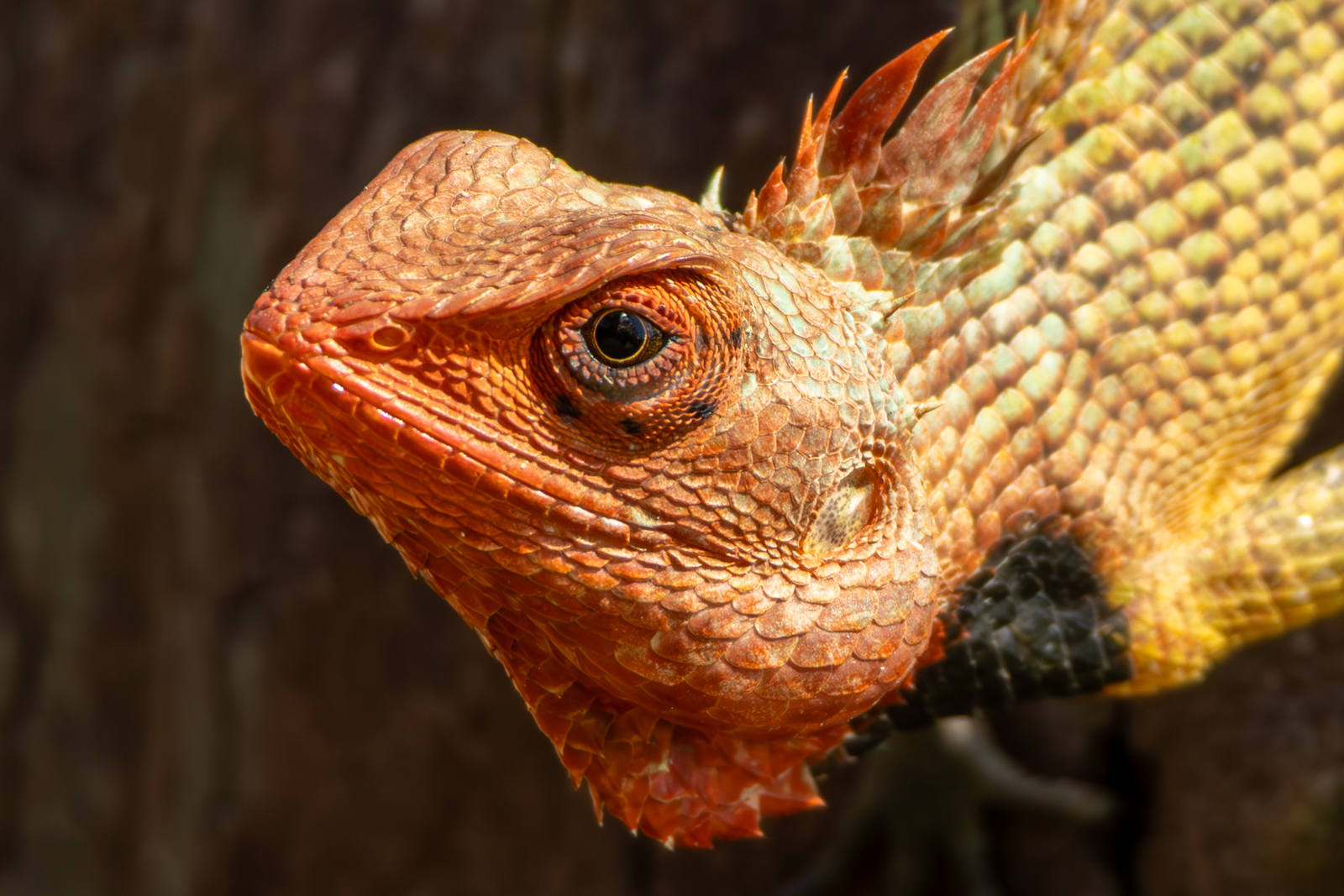 Oriental Garden Lizard