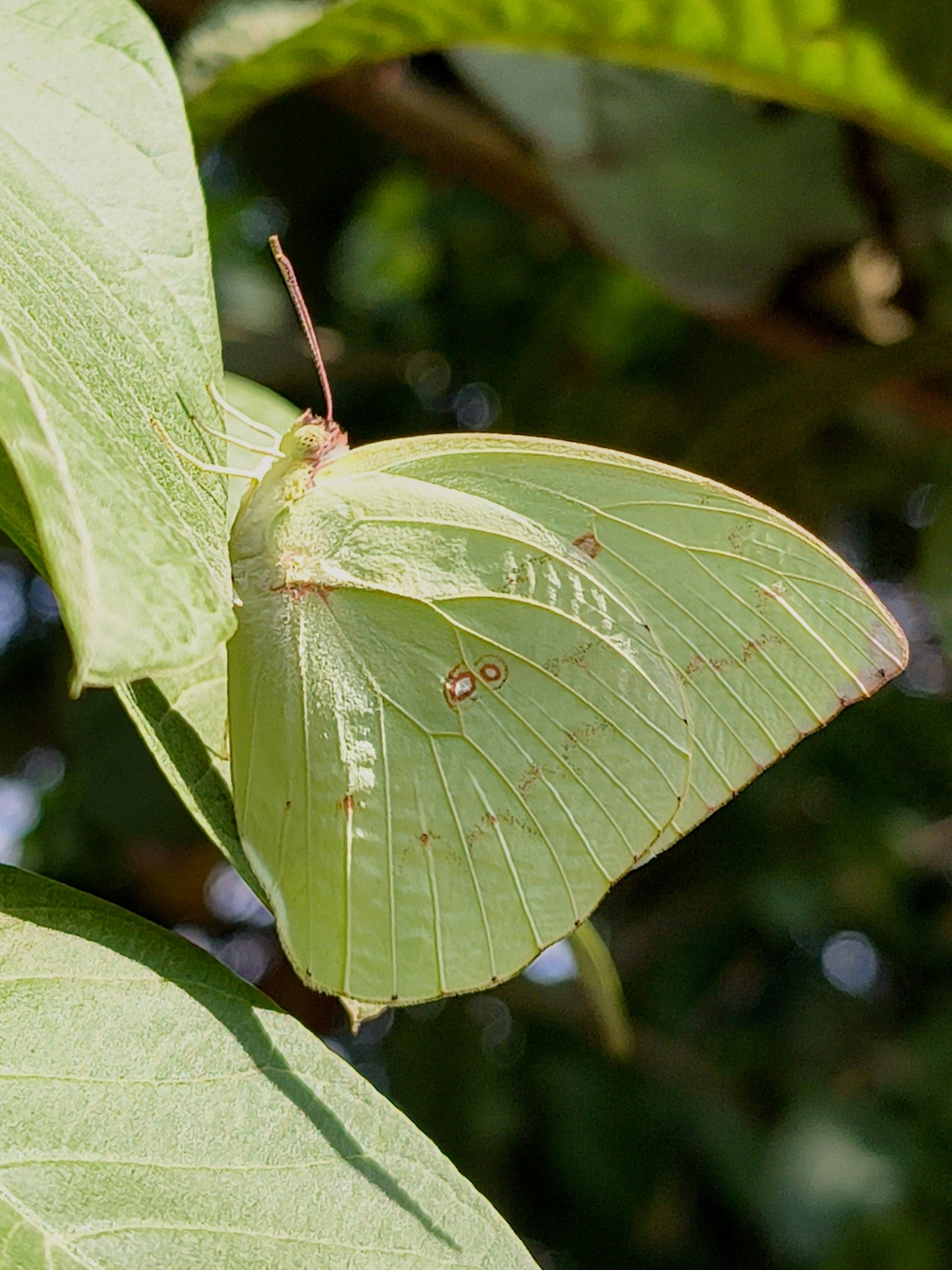 Lemon Emigrant