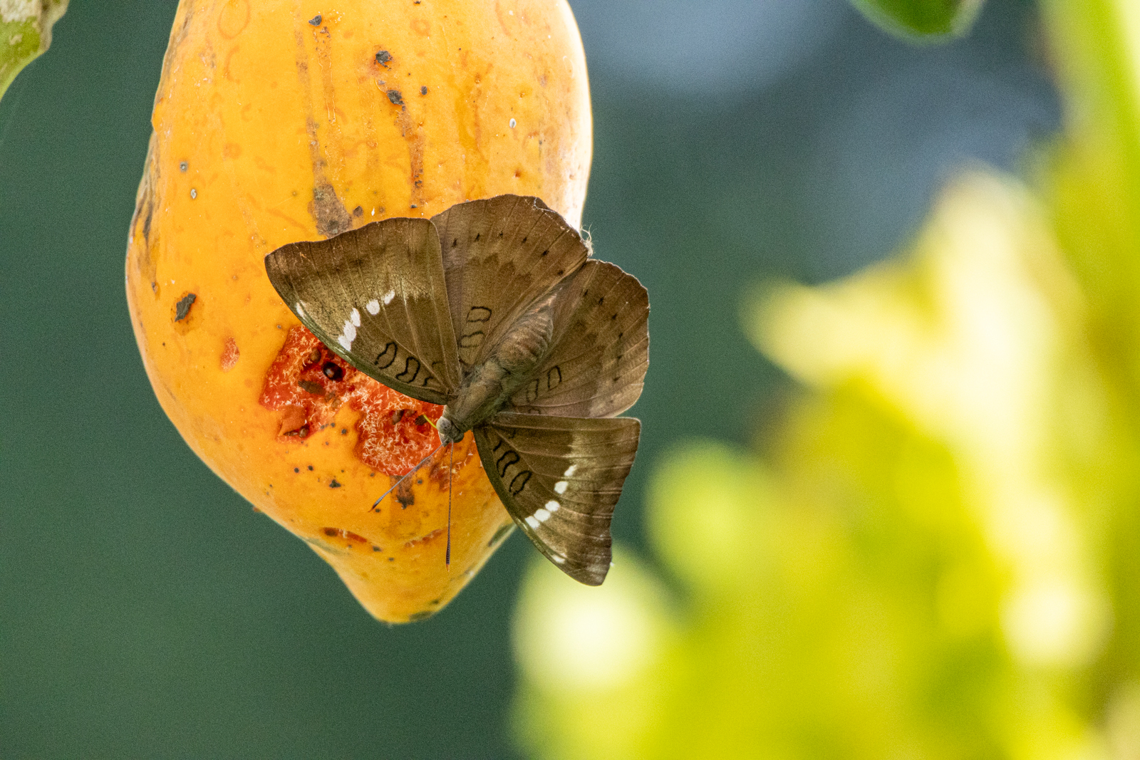 Common Baron