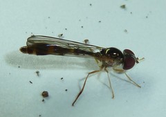 Baccha cognata