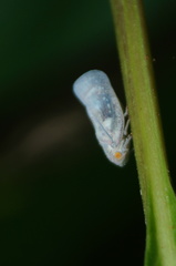 Metcalfa