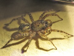 Paratrochosina amica