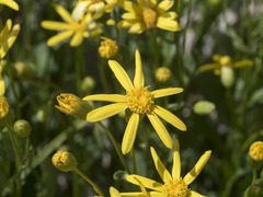 Senecio fremontii