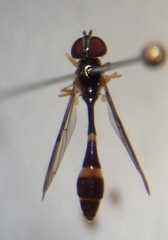 Baccha cognata