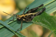 Melanotettix dibelonius