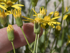 Senecio fremontii