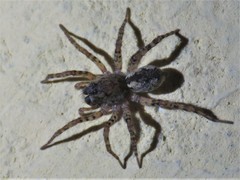 Paratrochosina amica