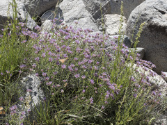 Monardella odoratissima glauca