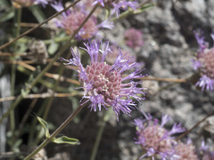 Monardella odoratissima glauca