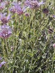 Monardella odoratissima glauca