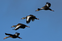 Black-Bellied Whistling Duck photo 4