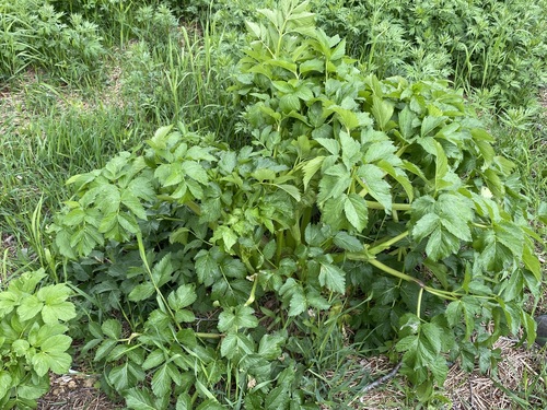 Coelopleurum gmelinii iNat (1)