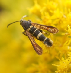 Synanthedon decipiens