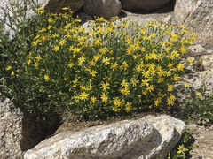Senecio fremontii