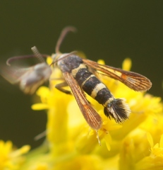 Synanthedon decipiens