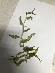 Potamogeton praelongus