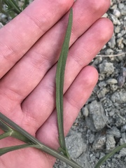 Symphyotrichum expansum