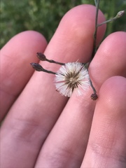 Symphyotrichum expansum