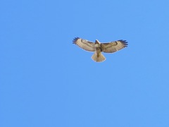 Buteo jamaicensis