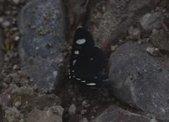 Alypiodes bimaculata