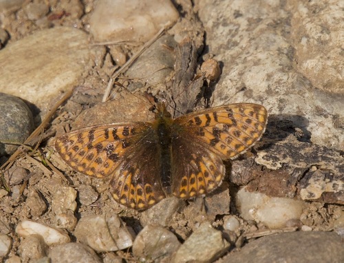 Freija Fritillary photo 6