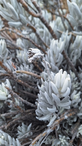 Caputia tomentosa, photograph 3