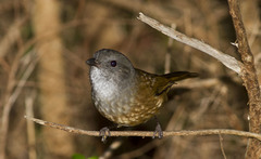 Pachycephala olivacea
