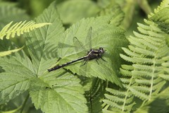 Phanogomphus borealis